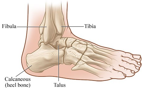  뇌성마비/정상발달 설명해주는 남자 - 발과 발목의 중요성 및 발뒤꿈치뼈(calcaneus bone)의 중요성