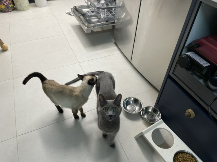  두 냥이 등장