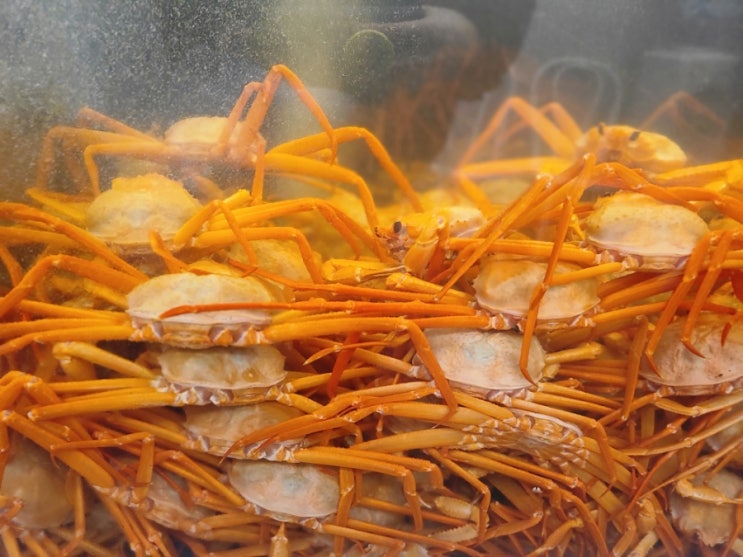  [목동 맛집] 등촌역 박달홍게찜 《영게수산》내돈내산 후기