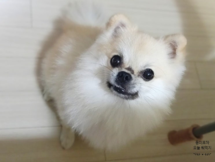  귀여운 강아지 이름 고민이라면 인기 순위 알아보세요
