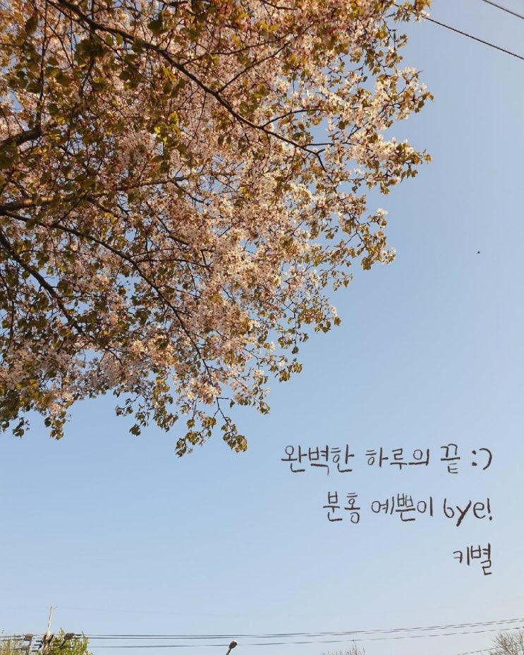  벚꽃