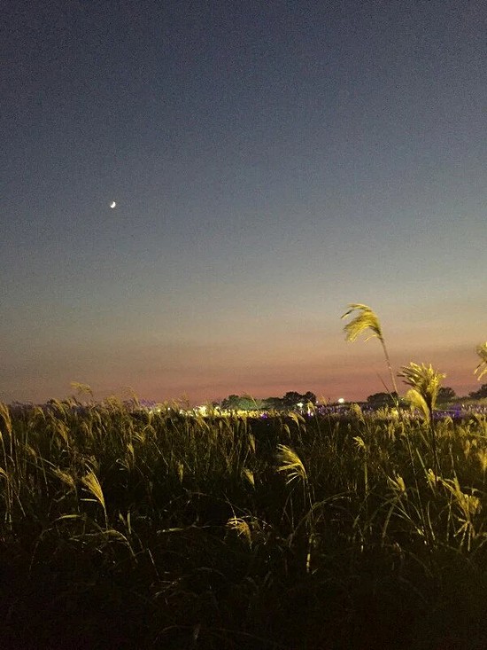  설렜던 20대 너랑 나, 첫 데이트는 하늘공원 억새풀축제