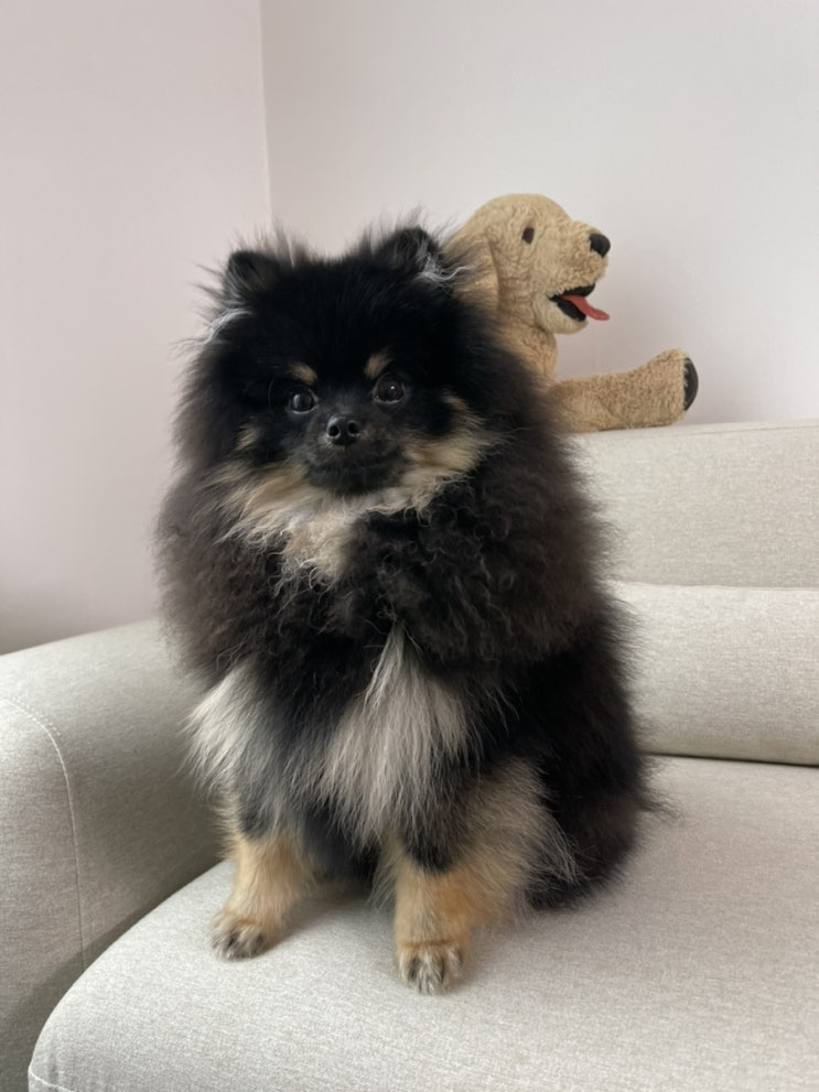  포메라니안 블랙탄 우리집 후추를 소개합니다 :)