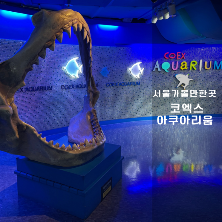  국내 겨울 실내 여행지 추천 아이들이 너무 좋아하는 코엑스 아쿠아리움 할인 꿀팁 후기