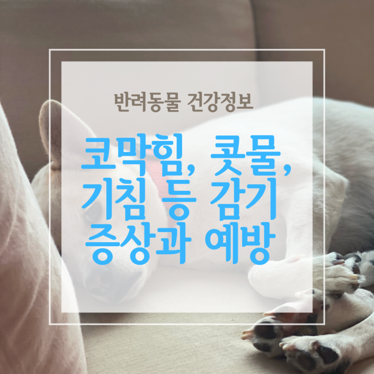  강아지 코막힘, 콧물, 기침, 재채기 등 감기 증상과 대처법