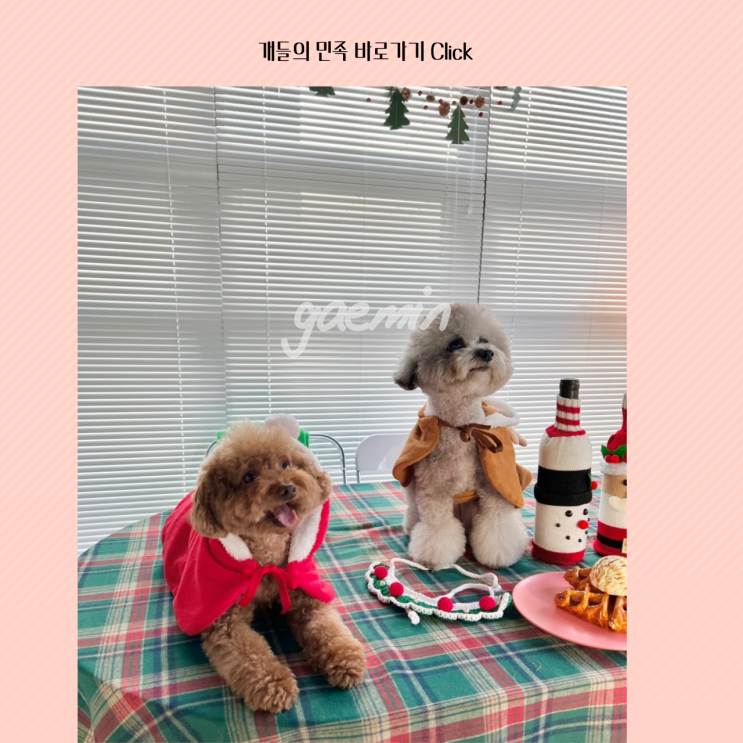  강아지 망토담요 개들의민족에서 득템하기 :)