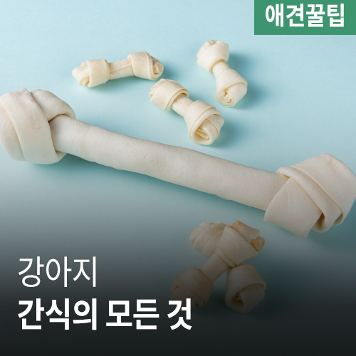 [애견꿀팁] 강아지 간식! 꼭 줘야할까?