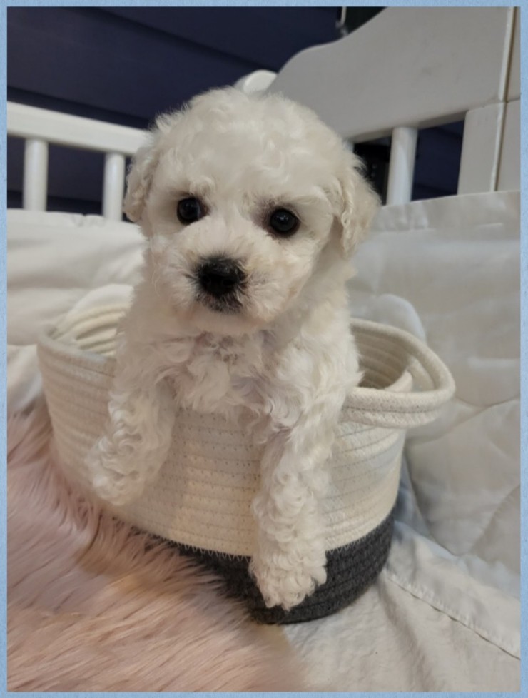  용산강아지분양 한번에 이끌렸어요 