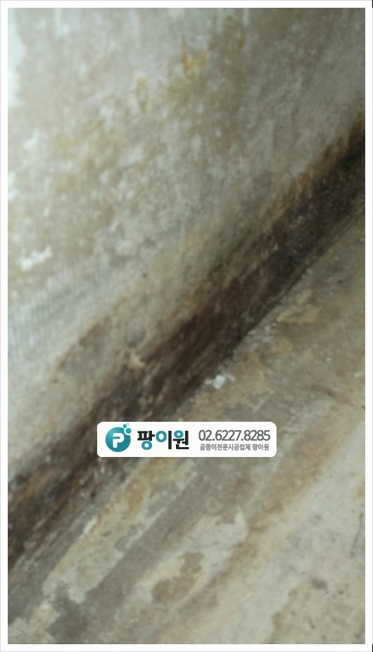  주택 반지하 벽지 곰팡이제거 방법 4탄!