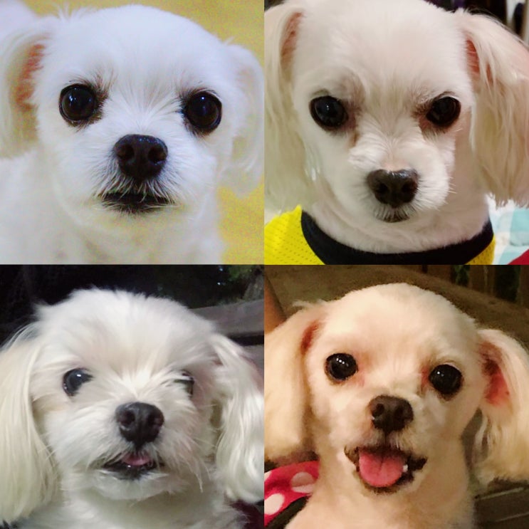 나는 진짜 귀여워, 왜냐하면 내 이름은 솜이거든. [ 꼬질몽총 솜이 특집 ] 