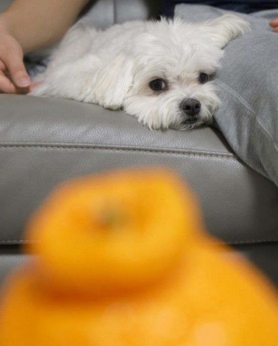  강아지 한라봉 급여 가능! + 감귤류 섭취 주의사항