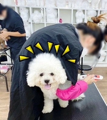 애견미용사, 애견미용자격증의 목표라면 교육이 중요합니다.