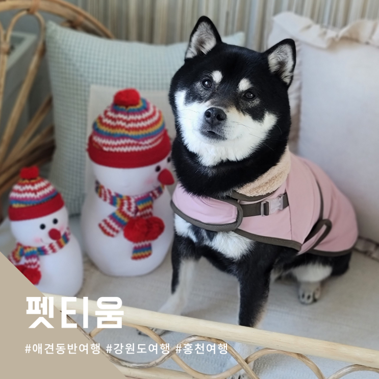  애견동반 강원도 홍천 여행 펫티움 펜션