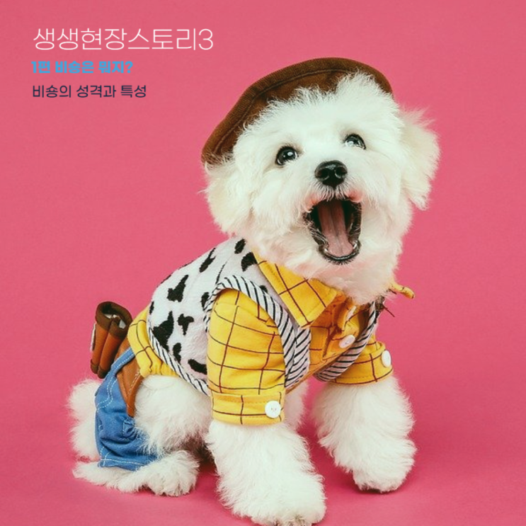   동글동글 귀염둥이 비숑은 어떤 특징을 가지고 있을까요? (feat.도그케어) -1편