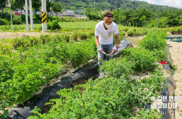 [충청미디어] 충주농기센터, 기능성약용작물 시험연구로 부가가치 창출