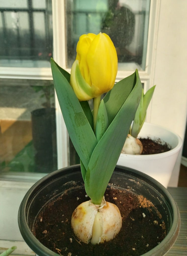 튤립 Tulip 튤립구근 심기 튤립 꽃말
