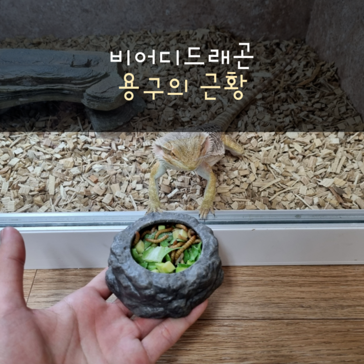  비어디드래곤 용구의 근황