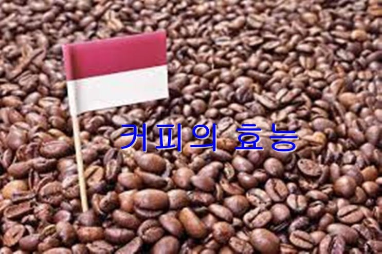   커피효과 효능~ 인도네시아 커피가 유명한거는 아시죠?