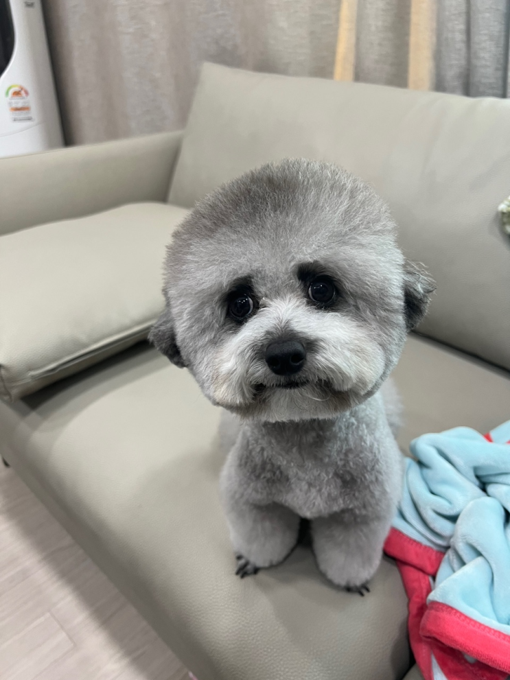  강아지 석류와 딸기 먹어도 괜찮을까? :)
