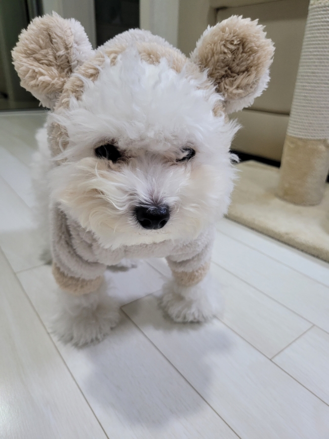  강아지옷 선물 받았어요 ㅣ 강아지 겨울옷 늦은 후기