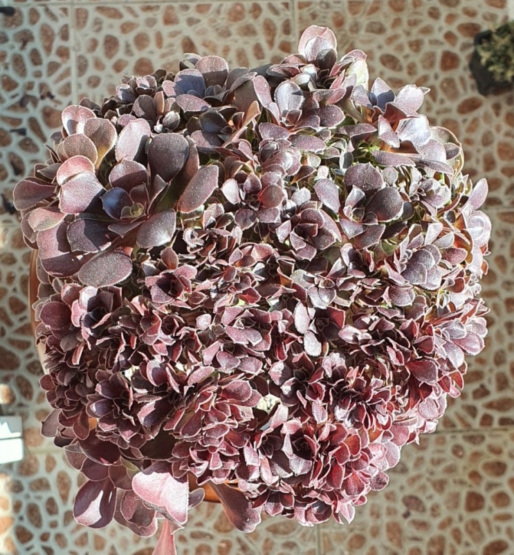  샐러드볼철화, Aeonium