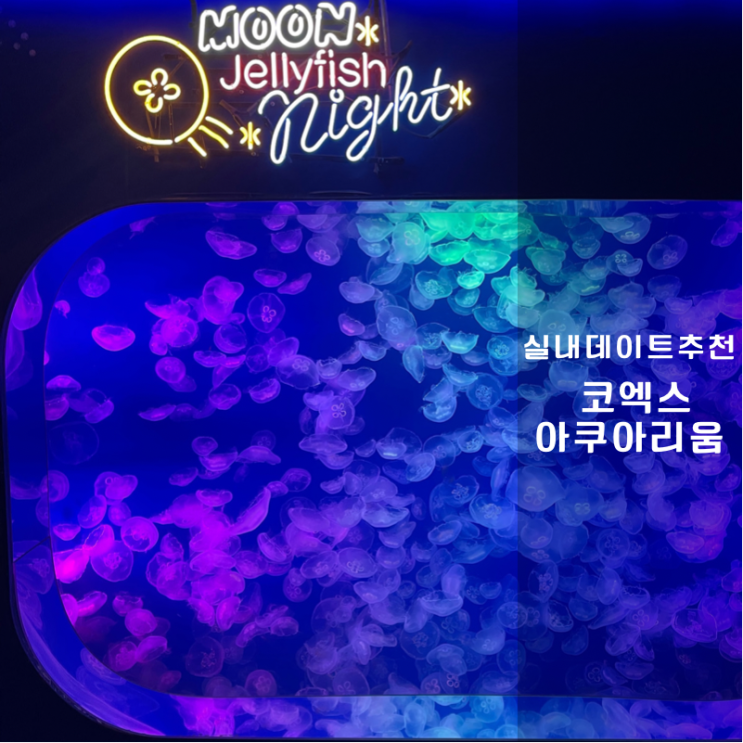  코엑스 베스트1 놀거리 아쿠아리움 완벽했던 후기 ( 먹이시간 , 이용꿀팁 , 인생사진 포토존 )