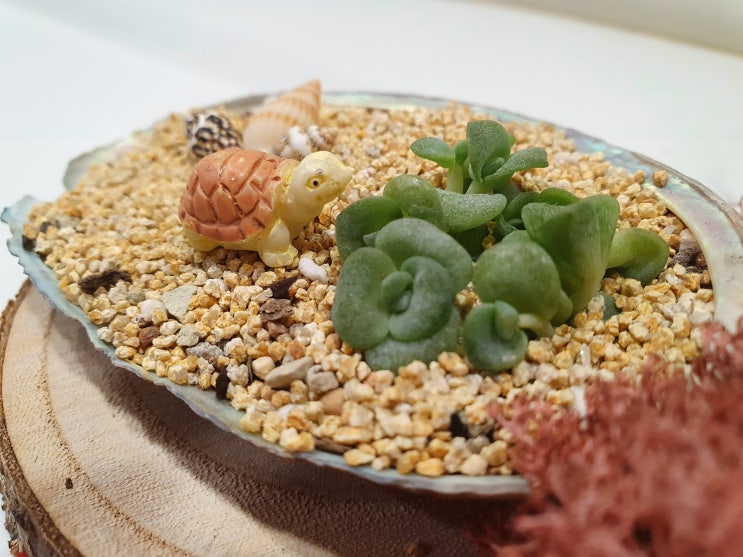  러블리로즈 다육이 잎꽂이 해서 심어줘요.