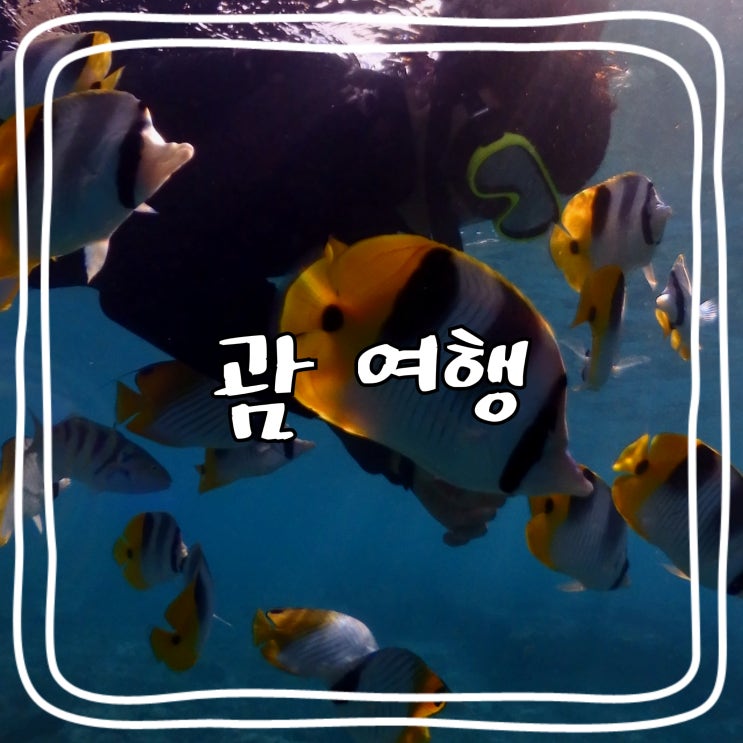  [괌 여행] 괌 신혼여행_ 오니기리 세븐, 이나라한 자연풀장, 피쉬아이 스노클링, 알프레도 스테이크하우스