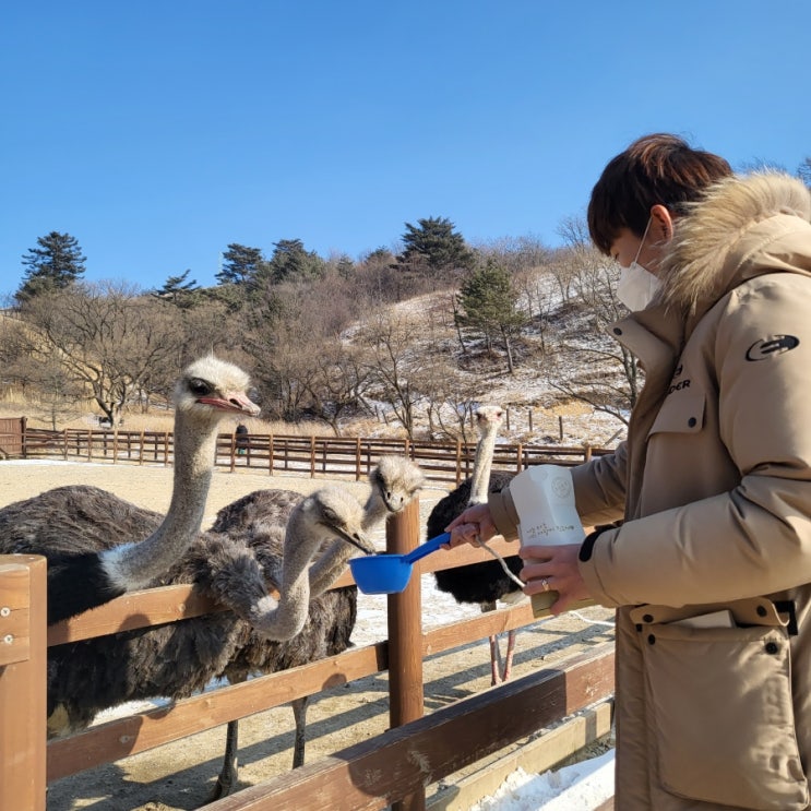  대관령 가볼만한곳 삼양목장