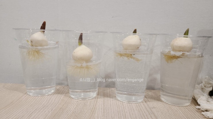  +3일 튤립 수경재배 일기