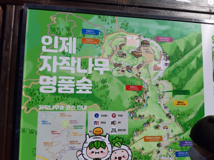  인제 원대리 자작나무 숲