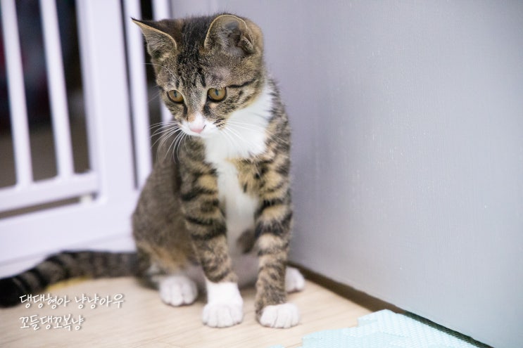  고양이 평균 몸무게로 나이 계산법 (4개월 된 꼬복이)