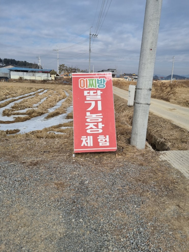  체험/진천/이찌방 딸기농장(주차 tip)