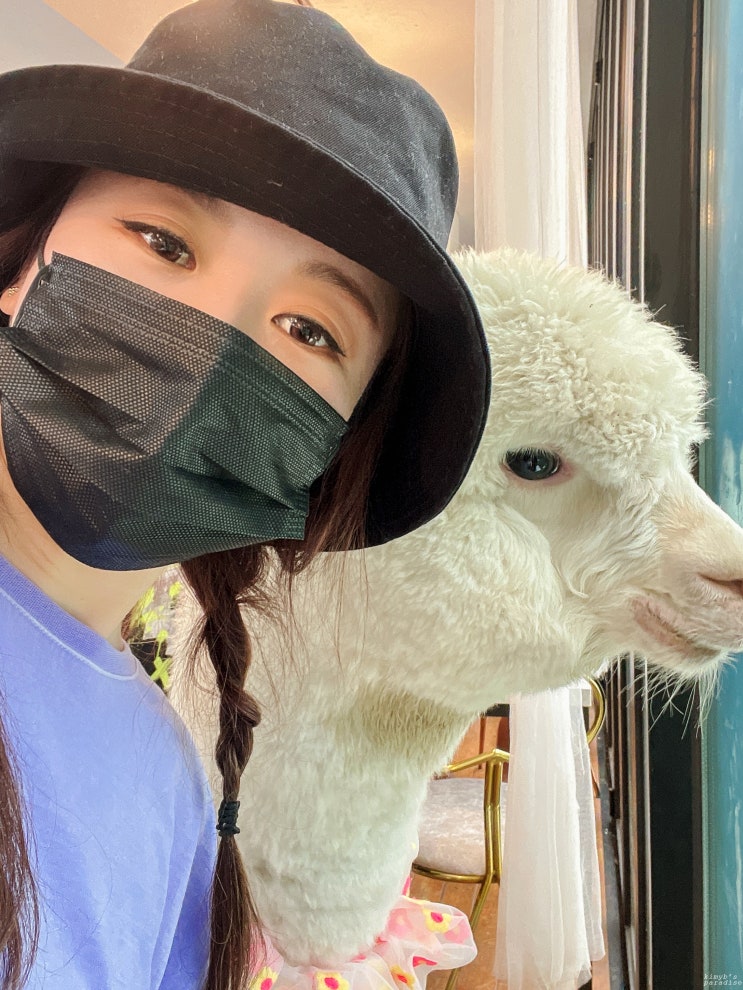  남양주 옴뇸뇸 알파카 카페 (애견동반)