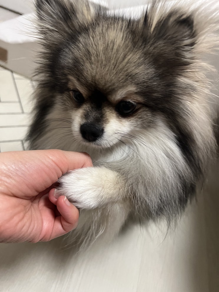  꾸꾸 재롱잔치