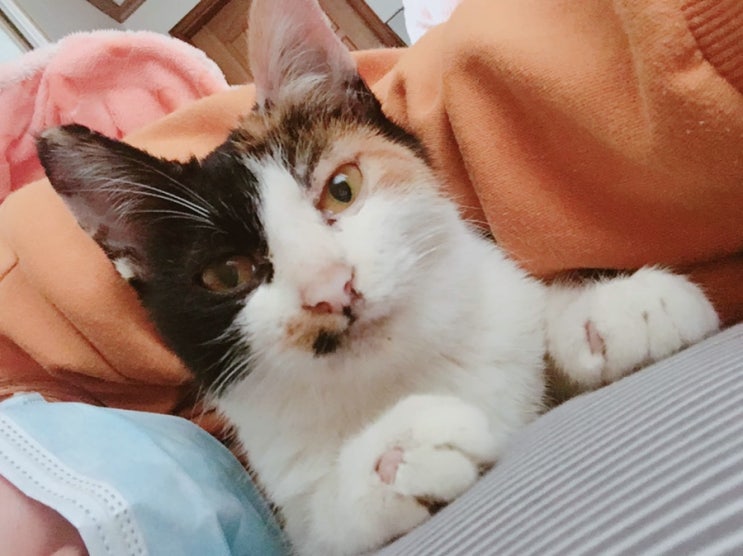  옥스토리) 고양이 피부병 링웜 ? 곰팡이균과의 싸움!! 링웜 증상 및 치료 중