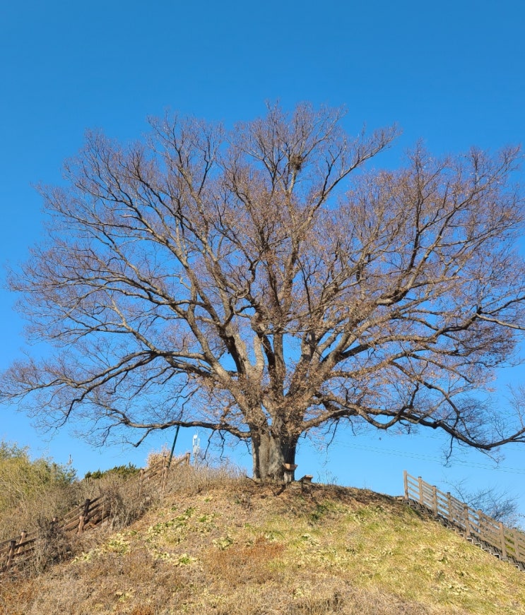 홍성여행, 갈산면 신안리 느티나무(보호수, 지정번호: 8-12-272)