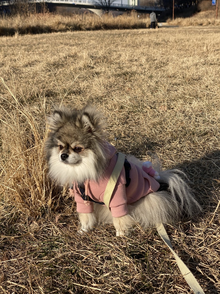  궁둥이에 곰 매달고 산책하자