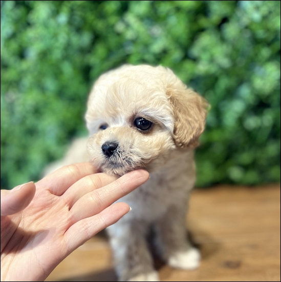  배방 탕정 온양강아지분양 역시나 질병보장이 최고죠!