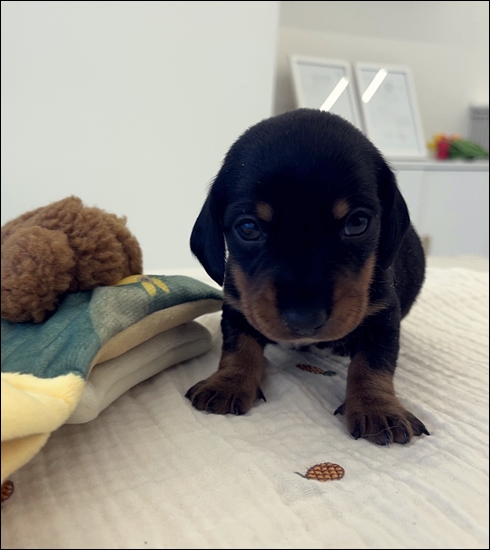  아산강아지분양 역시나 질병보장이 최고였어요