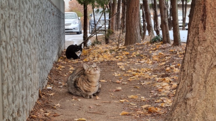  고양이 허피스_카오스 고양이가  아파요