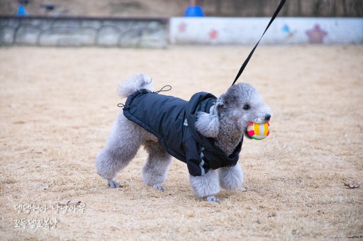  강아지와 산책 시 기본 에티켓 제발 좀 지켜주세요