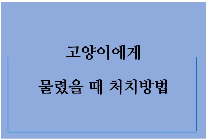 고양이에게 물렸을때 어떻게 해야할까-피가 날정도로 깊게 물렸을 때 (치료후기)