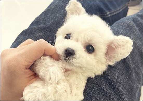  당진강아지분양 건강이 최우선이였어요!