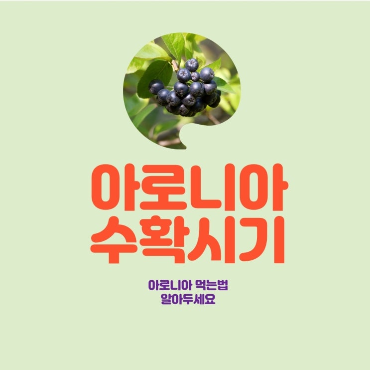  아로니아 수확시기,먹는법 알아두세요