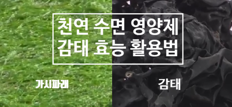  감태 효능 영양성분 천연 수면 영양제 (ft. 감태추출물 활용법 먹는법 요리 무침 ) 가시파래 아니에요~