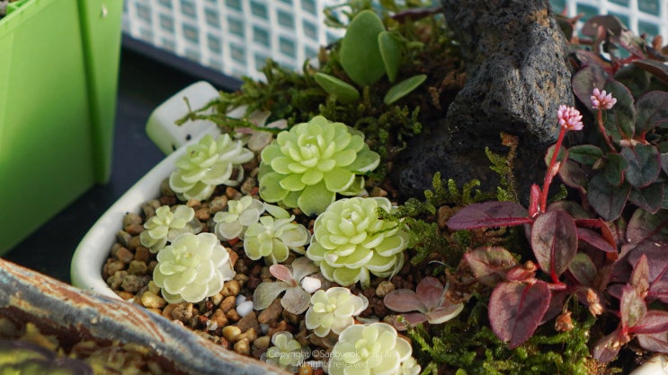  Pinguicula 식충식물 벌레잡이 제비꽃에 대하여