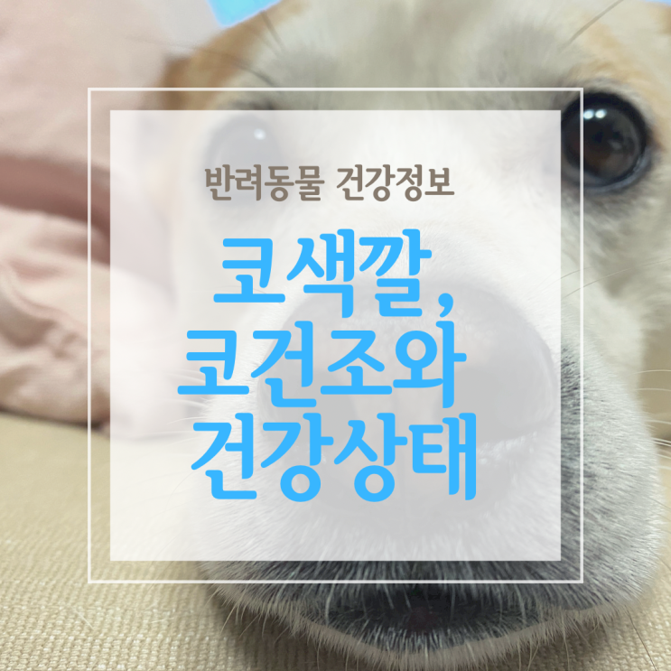  강아지 코색깔, 색소와 건조로 건강 상태 확인하기