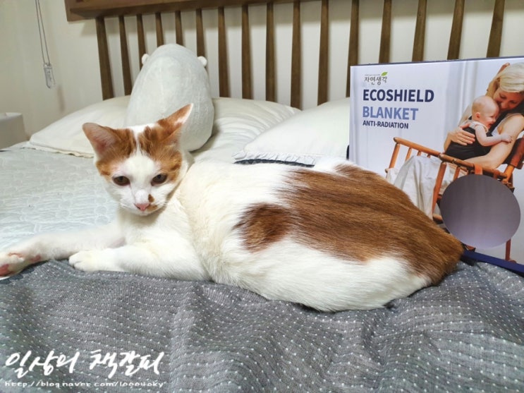  임신선물 추천! 아이와 반려동물을 위한 전자파 차단담요 <에코쉴드 블랭킷>