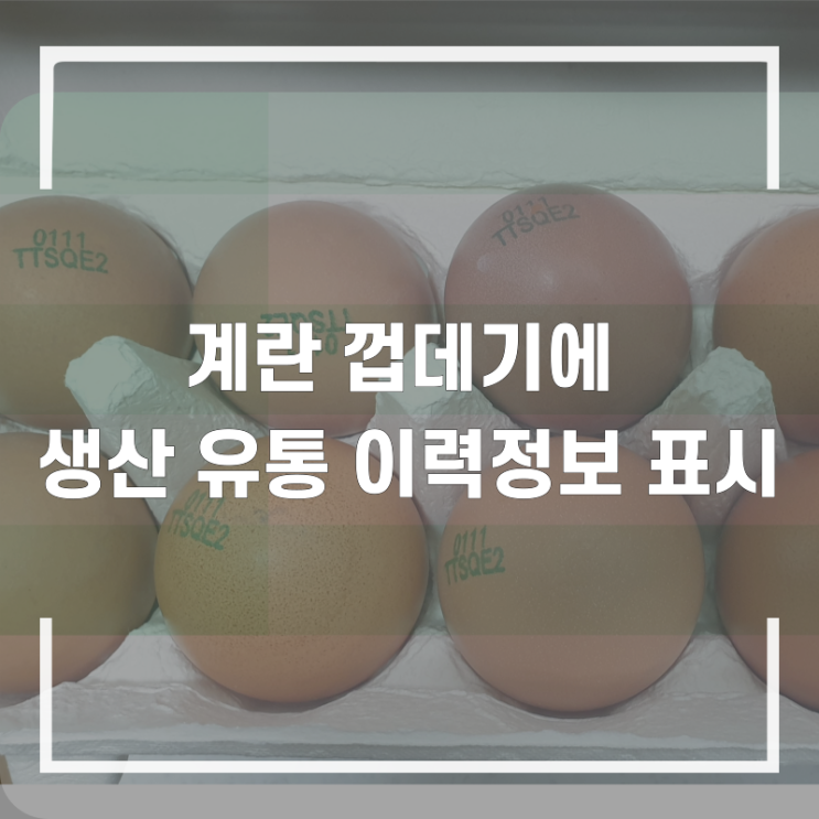  계란 껍데기 생산 유통 정보 한눈에